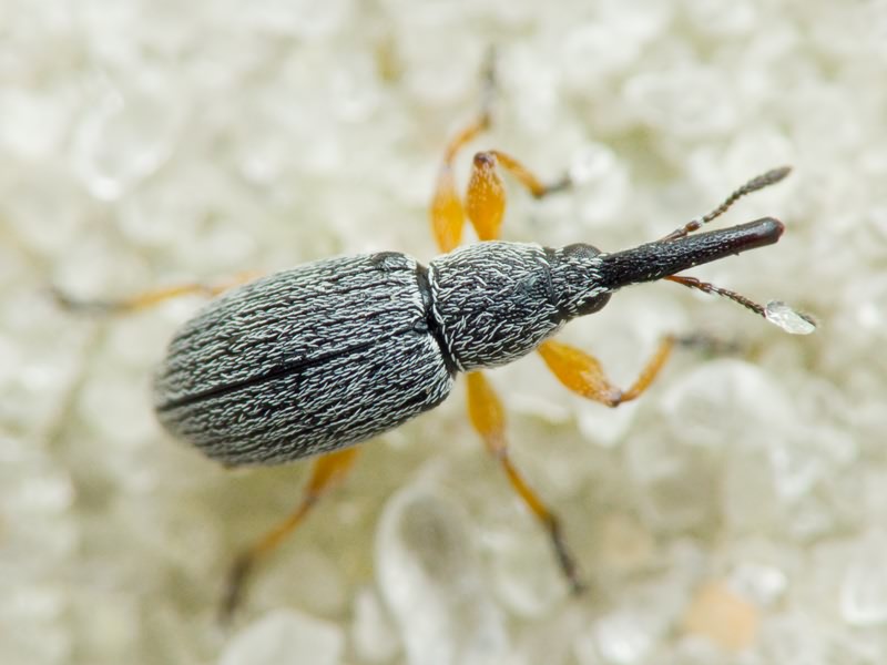 Rhopalapion longirostre (Olivier, 1807)